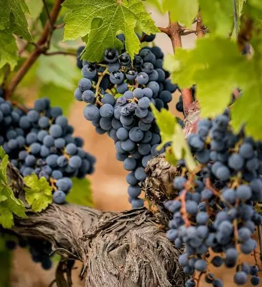 Hotelli Domaine Rabiega   Vineyard And Boutique