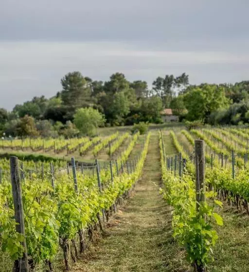 Hotelli Domaine Rabiega   Vineyard And Boutique