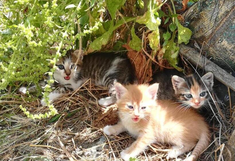 בית מלון כפרי Agriturismo Acampora