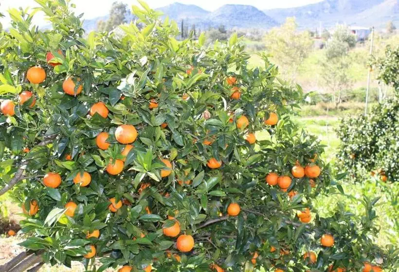 تختخواب و صبحانه Le Querce