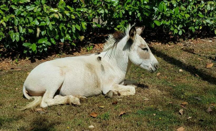 ホテル Agriturismo Podere Omomorto