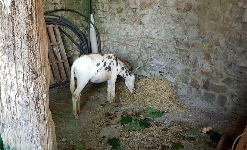 ホテル Agriturismo Podere Omomorto