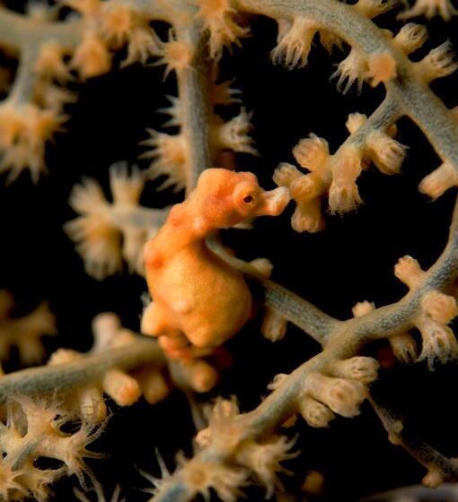 Hotel Kura Kura Resort