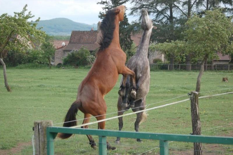 مبيت وإفطار Le Château