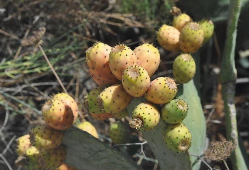 تختخواب و صبحانه Villa Flavia   Adults Only