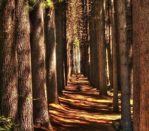 ホテル Riverglade Caravan Park