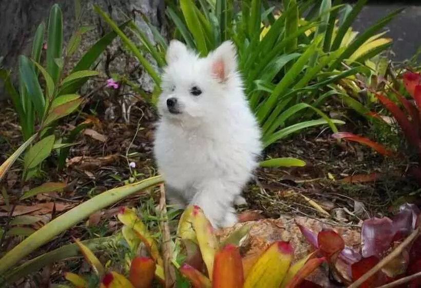 Hotel Mapleton Cabins & Caravan Park