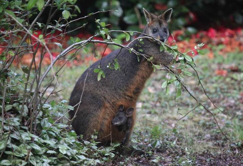 Woodlands Rainforest Retreat