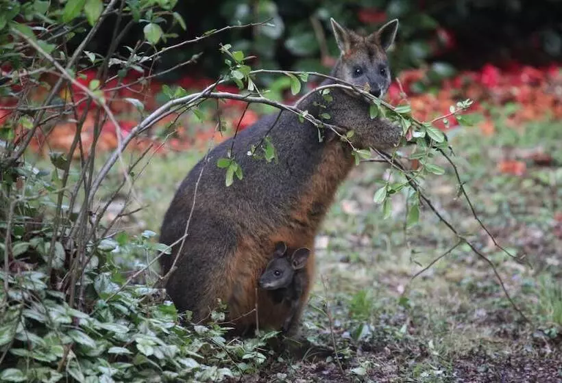 Woodlands Rainforest Retreat