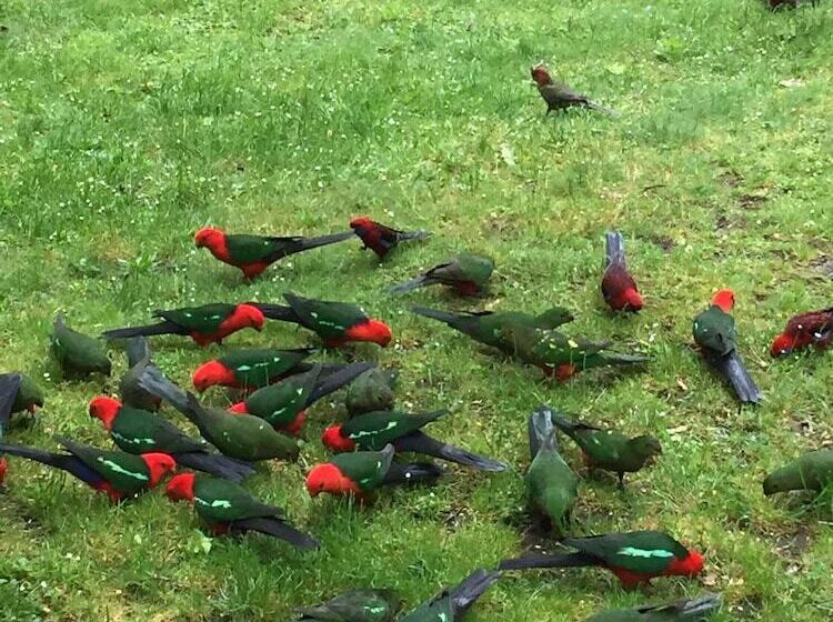 Woodlands Rainforest Retreat