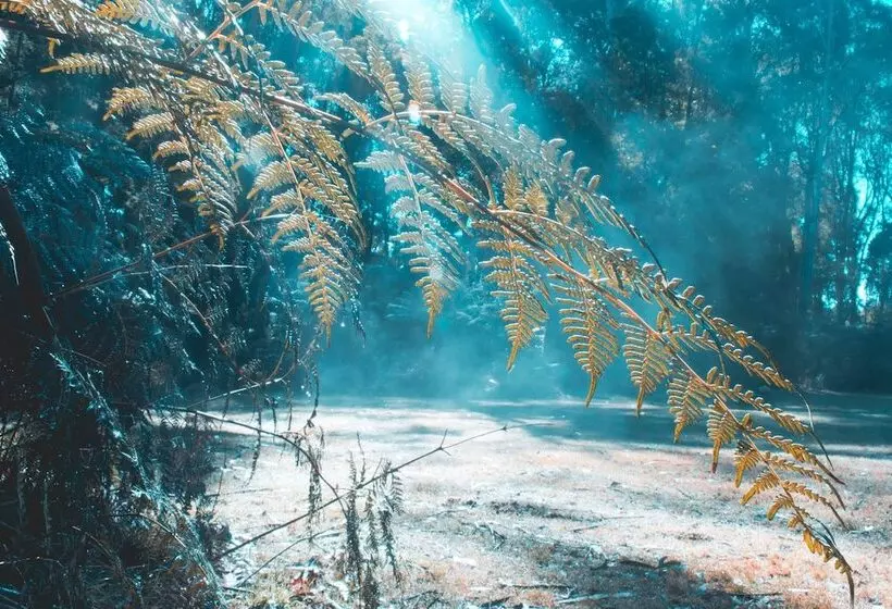 Woodlands Rainforest Retreat