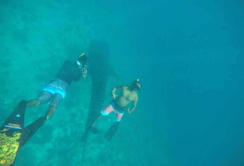 پانسیون Royal Inn Rasdhoo