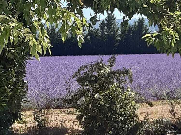 بنسيون Mas Dansavan