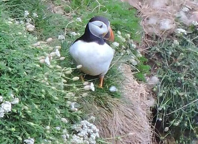 Bespoke Hand Built Shepherds Hut In Dunbeath
