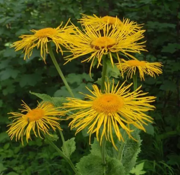 Nocleg ze śniadaniem Pension Inge