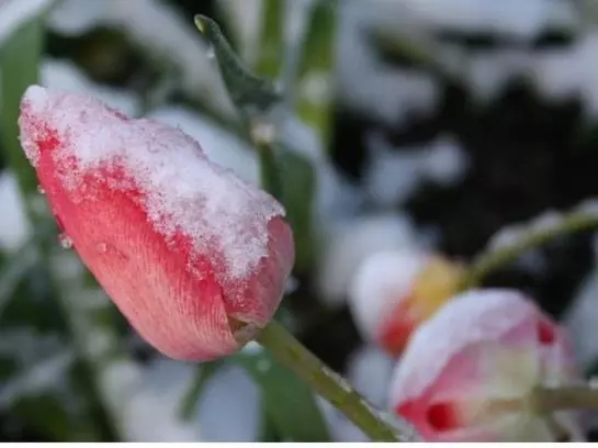 Bed and Breakfast Pension Winter Am Irrsee