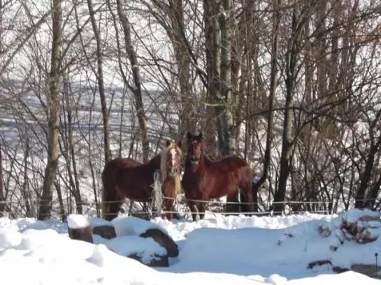 Bed and Breakfast Pension Winter Am Irrsee