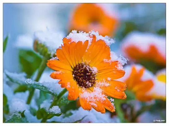 Bed and Breakfast Pension Winter Am Irrsee