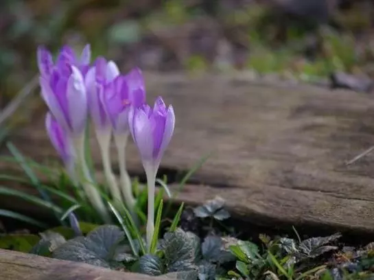 Bed and Breakfast Pension Winter Am Irrsee