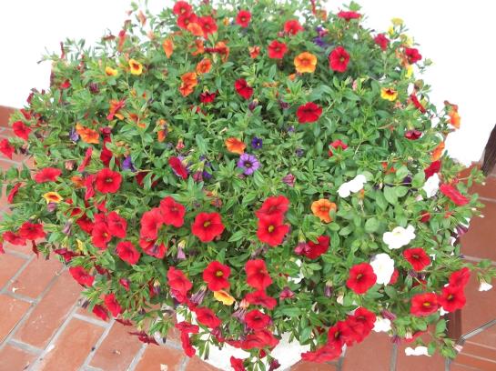 Bed and Breakfast Tegelhof Pension