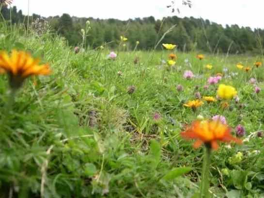 Отель Vitalhof Der Veitenhof