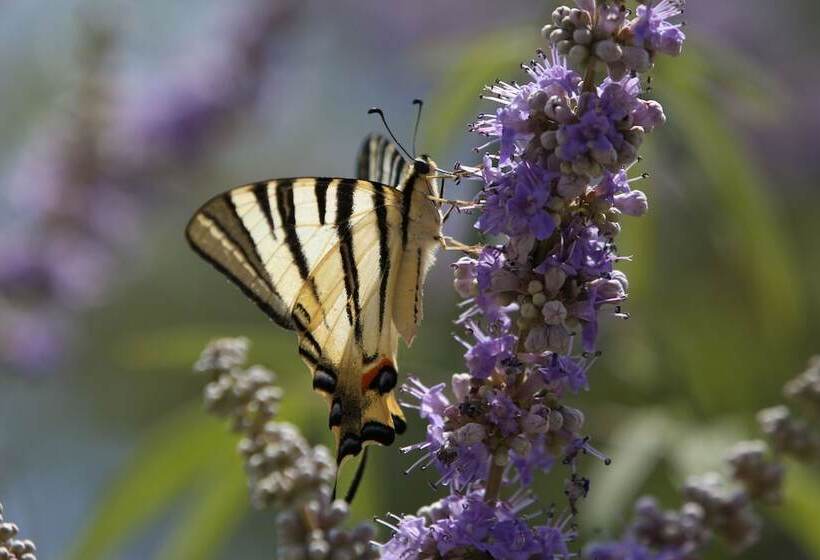 Kalypso Studios & Apartments