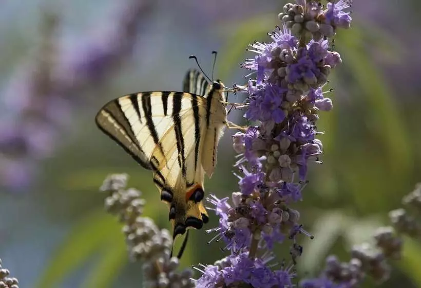 Kalypso Studios & Apartments