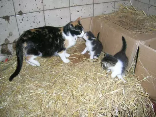 Bauernhof Schilift-hotz