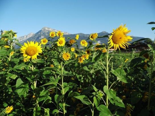 Bauernhof Stolzenhof