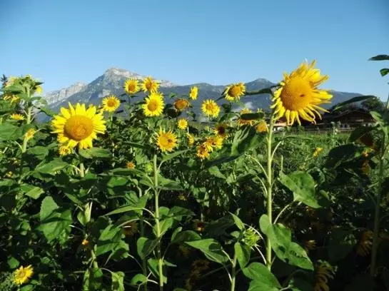 Bauernhof Stolzenhof