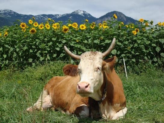 Bauernhof Stolzenhof