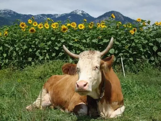 Bauernhof Stolzenhof