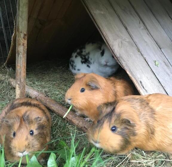 Отель Haus Schuchter