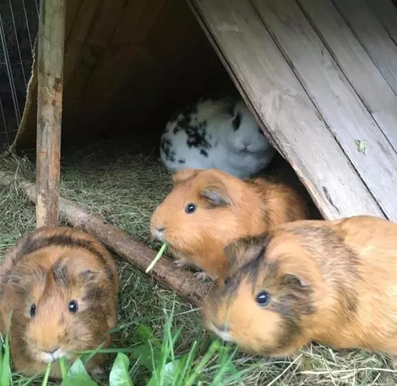 Отель Haus Schuchter