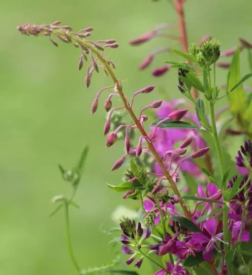 酒店 Haus Wiesenblick