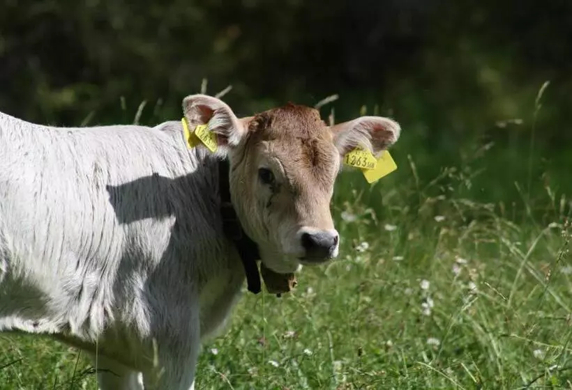 ホテル Pension Tyrol