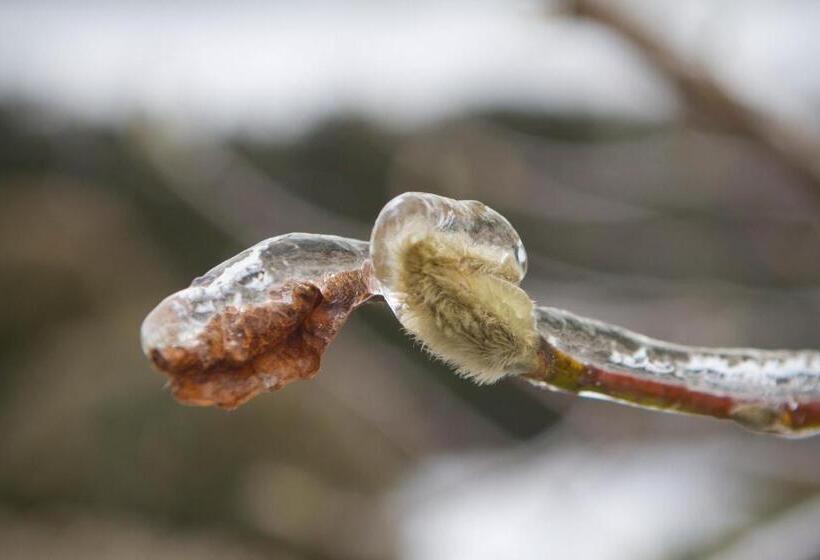 Bed and Breakfast Bauernhofpension Herzog Zu Laah