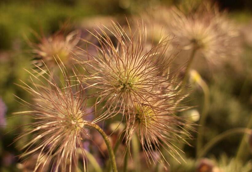 Bed and Breakfast Bauernhofpension Herzog Zu Laah