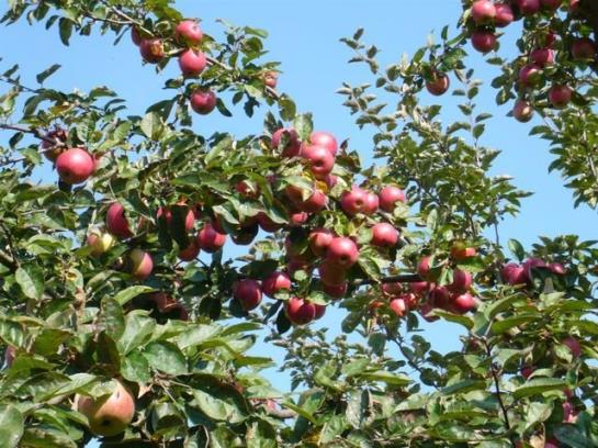 Отель Am Rosenhof