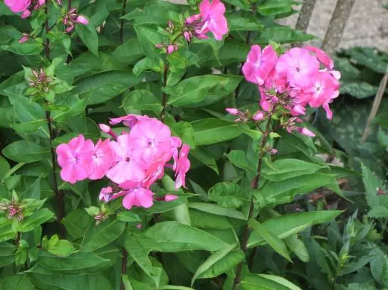 Bed and Breakfast Haus Ebner Pension