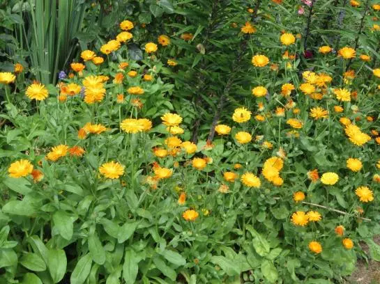 Bed and Breakfast Haus Ebner Pension