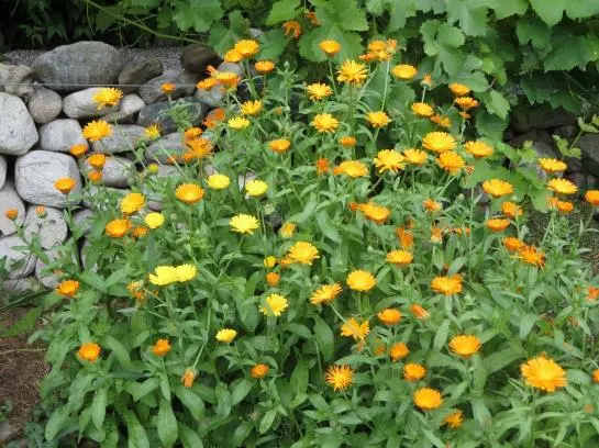 Bed and Breakfast Haus Ebner Pension