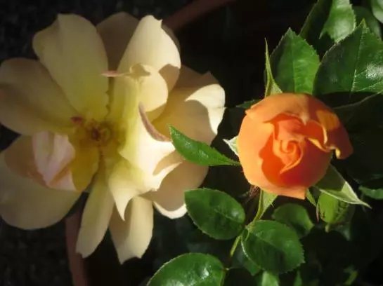 Bed and Breakfast Haus Ebner Pension