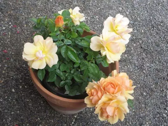 Bed and Breakfast Haus Ebner Pension