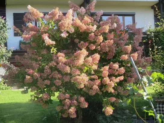 Bed and Breakfast Haus Ebner Pension