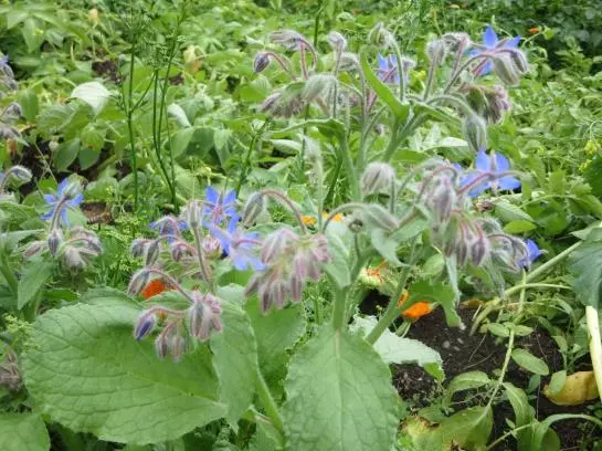 Bed and Breakfast Haus Ebner Pension