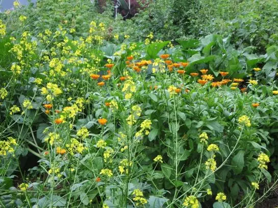 Bed and Breakfast Haus Ebner Pension