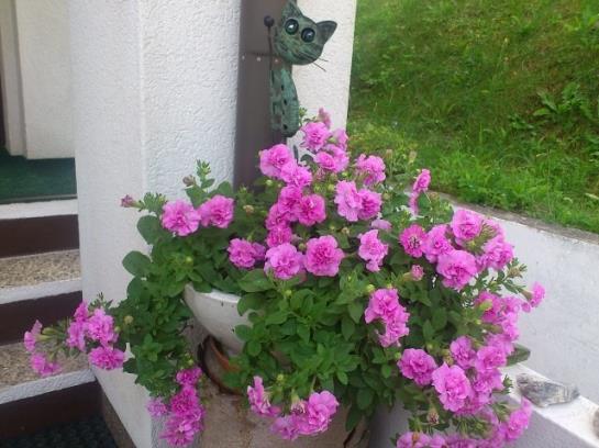 فندق Haus Markus