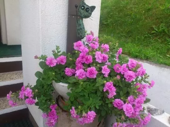 Отель Haus Markus