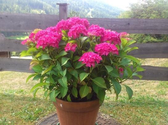 فندق Haus Markus